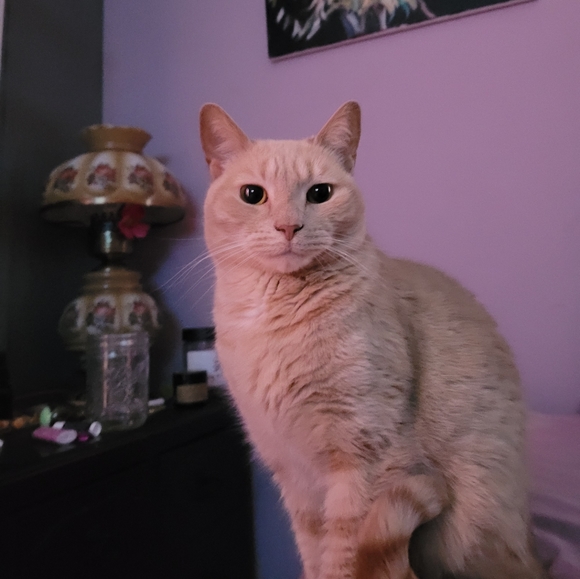 Meet your Posher, Megan Daisy - Picture 6 of 7